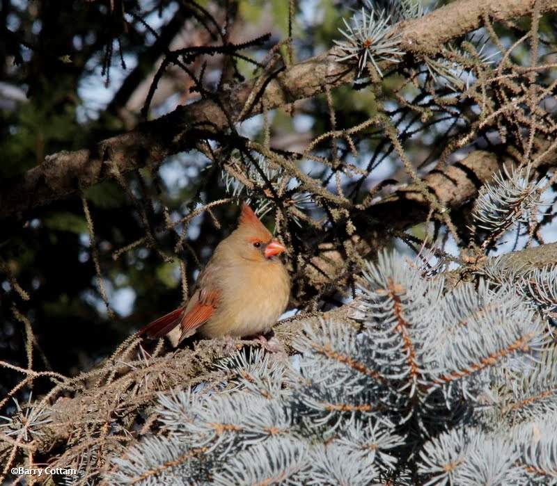 Northern cardinal, female