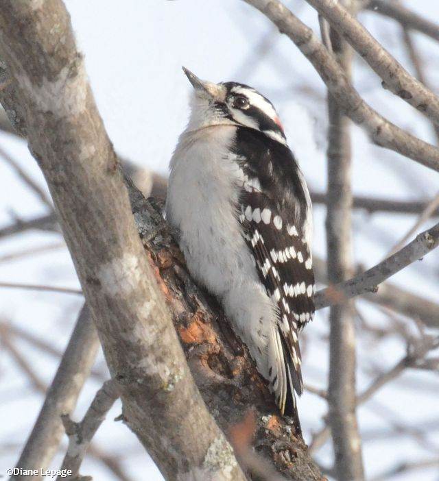 Downy Woodpecker 