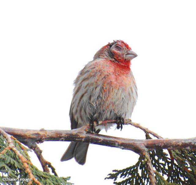House Finch with conjunctivitis