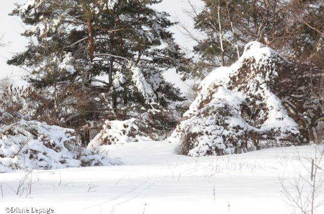 Snow in trees around the Butterfly  Meadow