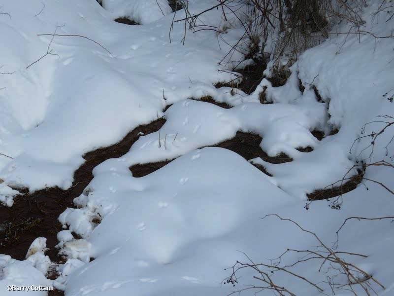 Tracks in ravine