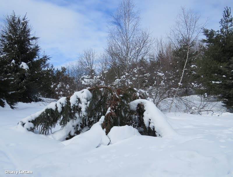 FWG in the snow