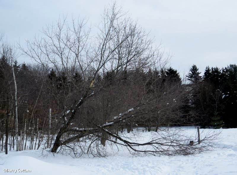 Damaged tree