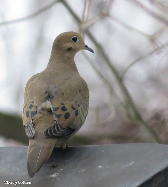 Mourning Dove