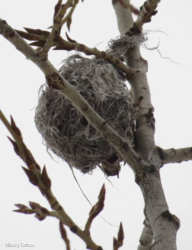 Baltimore Oriole nest