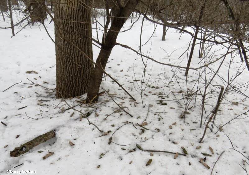 Bark from Hairy Woodpecker work