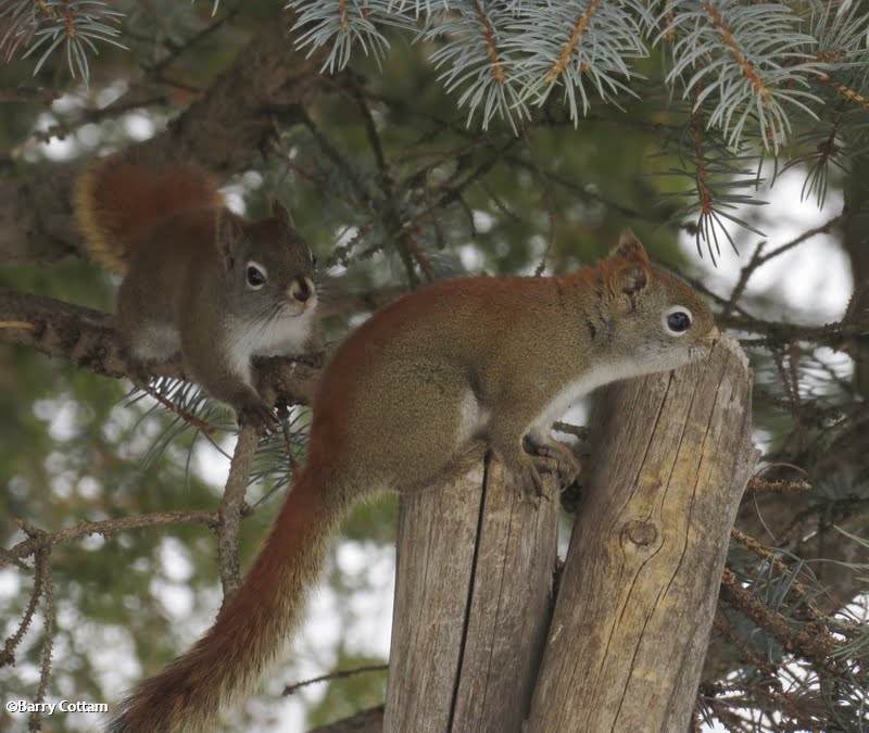 Red squirrels