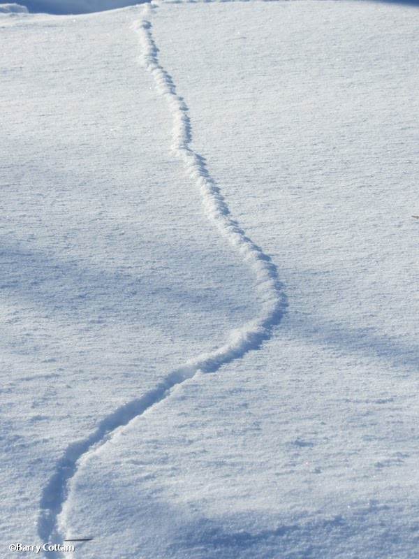 Meadow vole tunnel