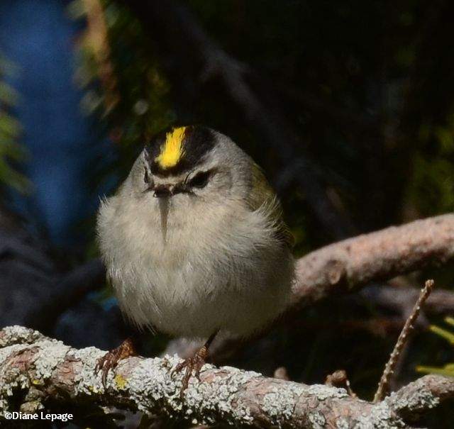 Golden-crowned kinglet