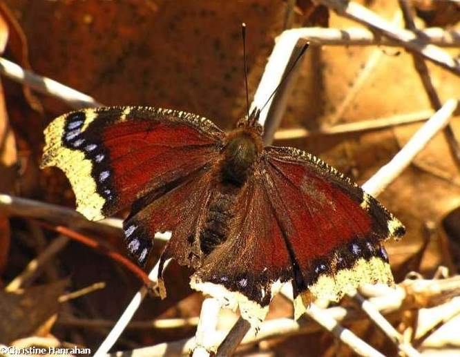 Mourning cloak (Nymphalis antiopa)