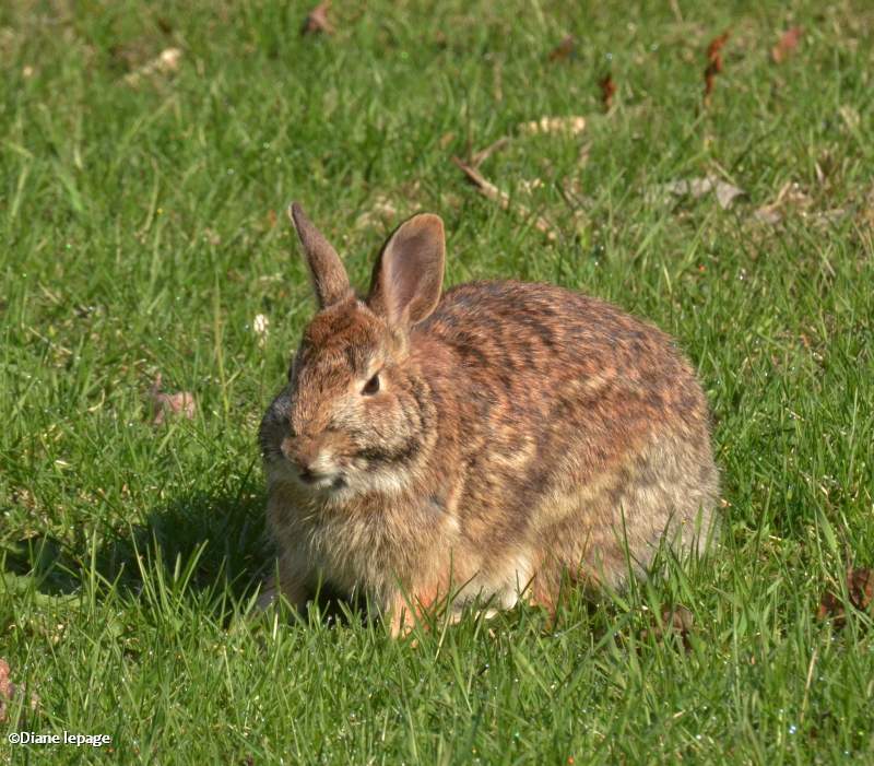 Eastern cottontail rabbit 