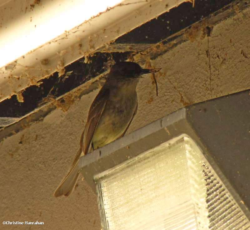 Eastern phoebe with nest material