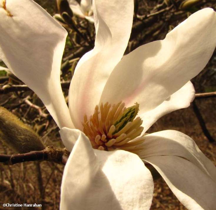 Magnolia