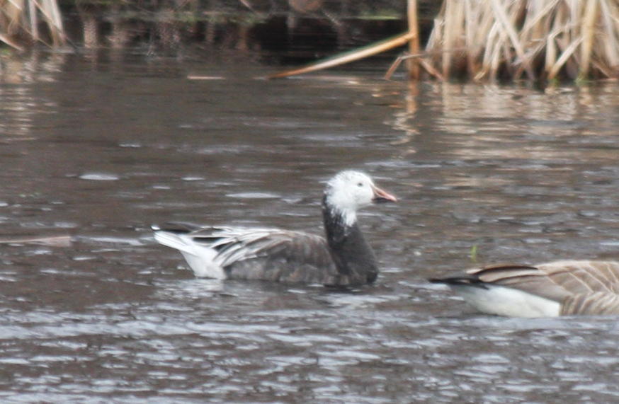 Blue (morph) Snow Goose - Duxbury  090327