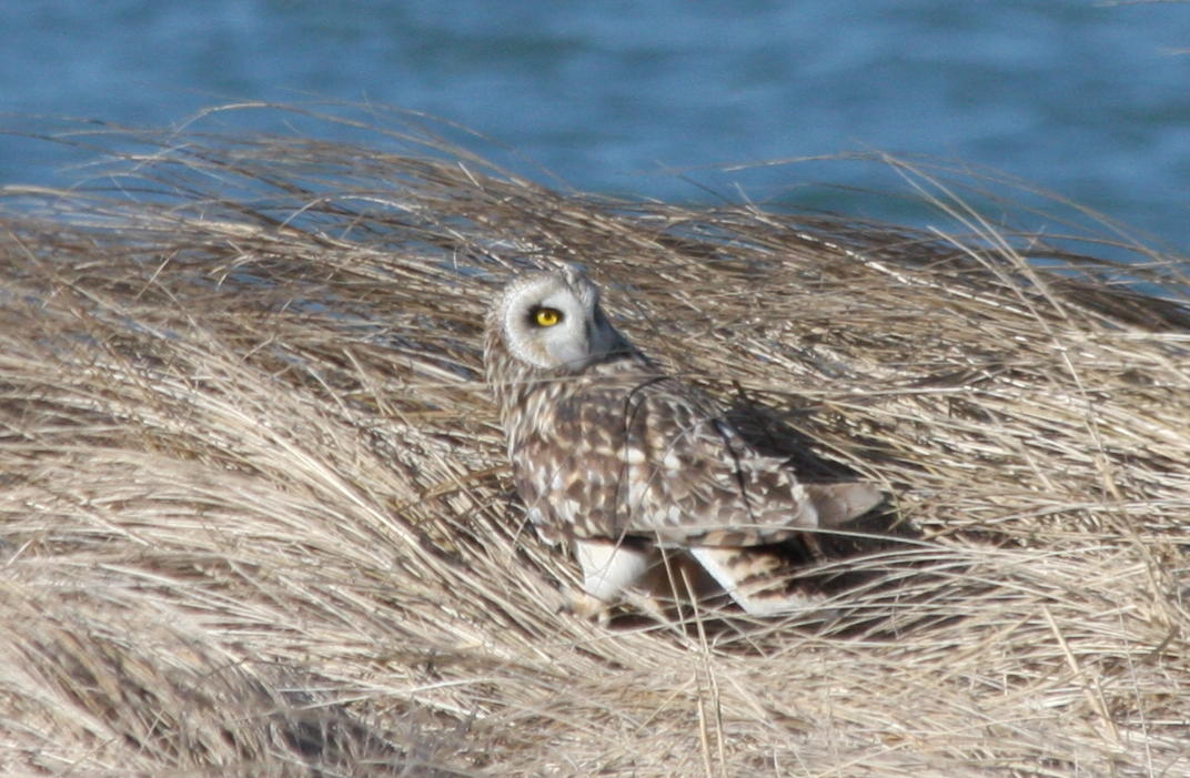 Short-eared Owl - Duxbury Beach, MA   03-09-2010