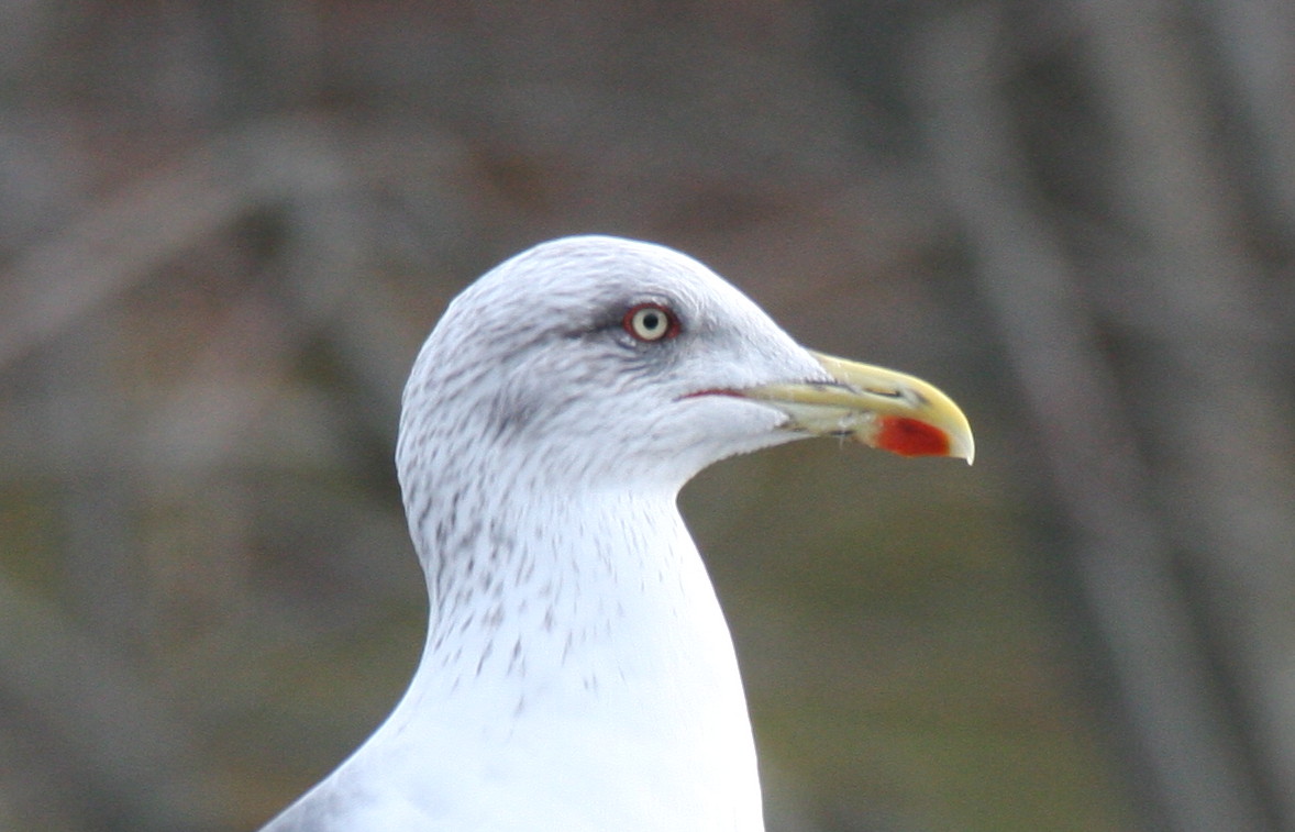 Plymouth Lesser BB Gull - Jennys Pond - Jan. 24, 2012