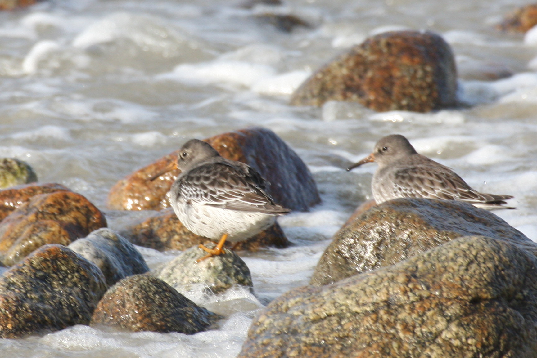 Purple Sandpiper - Duxbury Beach, MA - November 24, 2012  [2 of 4]