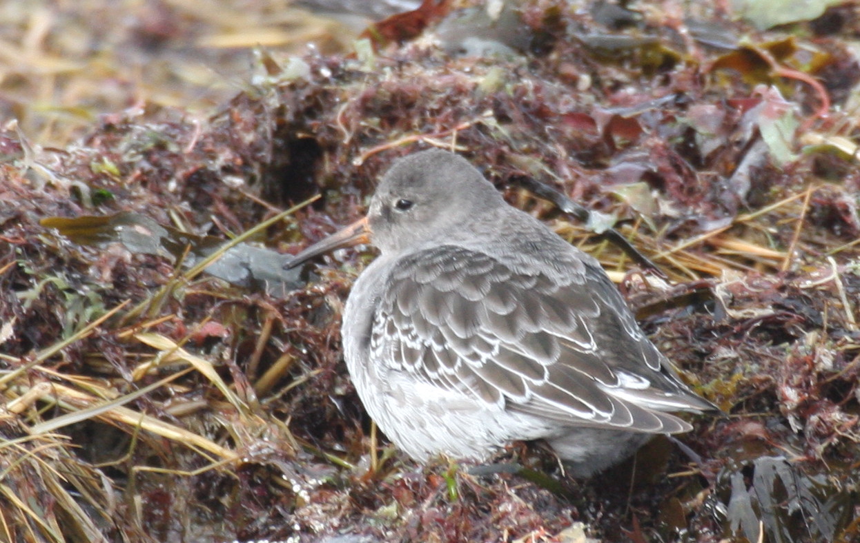 Purple Sandpiper - Duxbury Beach, MA - November 24, 2012  [3 of 4]