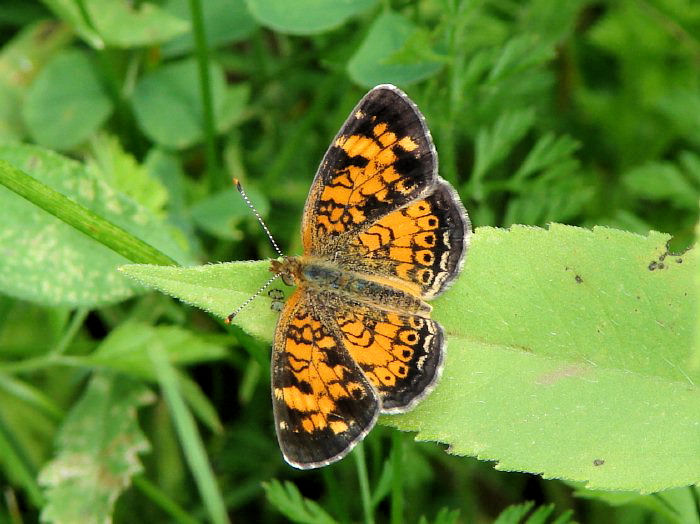 Northern Crescent (Phyciodes cocyta)