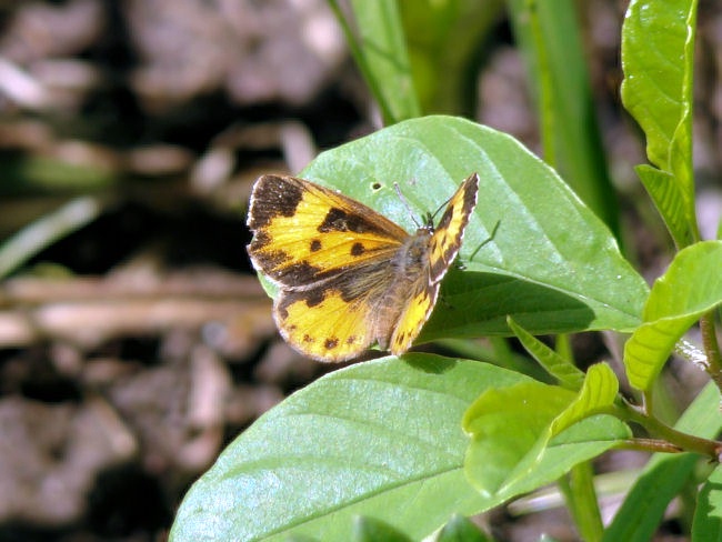 Harvester (Feniseca tarquinius)