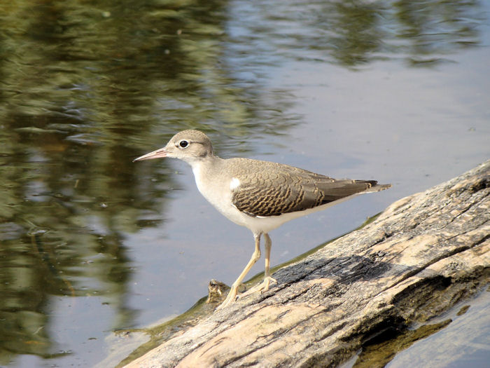 Spotted Sandpiper (juvenile)