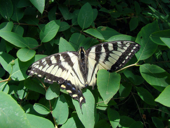 Canadian Tiger Swallowtail (Papilio canadensis)