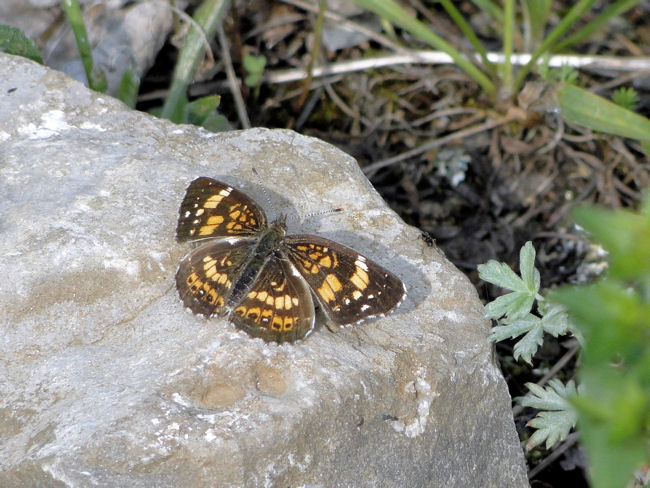 Silvery Checkerspot (Chlosyne nycteis)