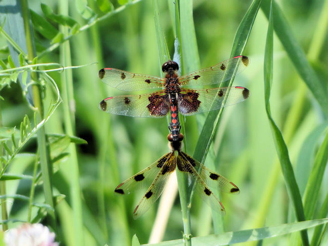 Calico Pennants (Celithemis elisa) in mating wheel