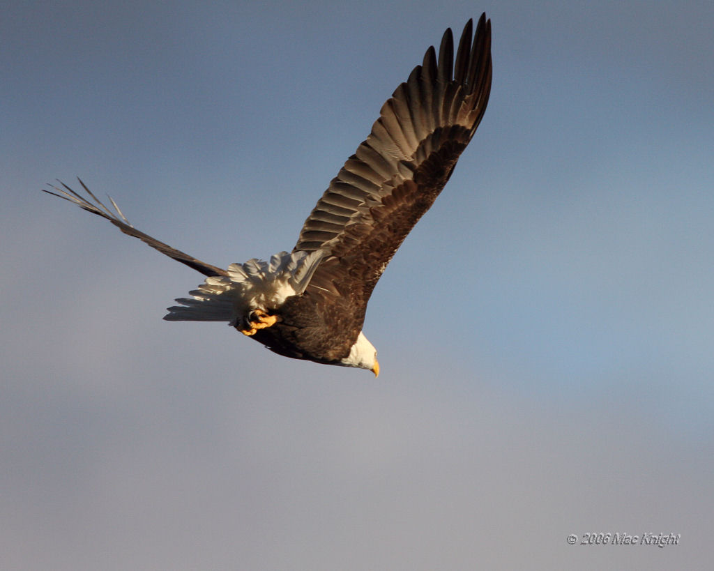 Flying Bald Eagle