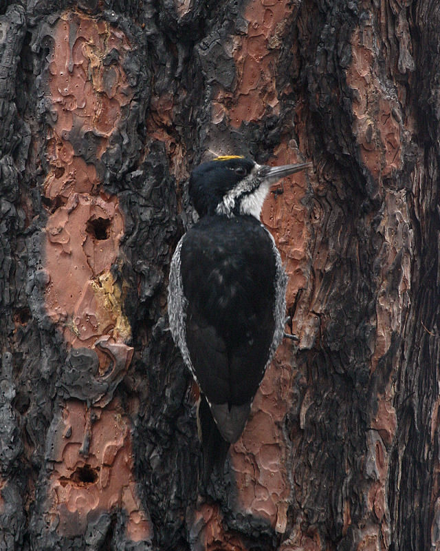 male black -backed woodpecker