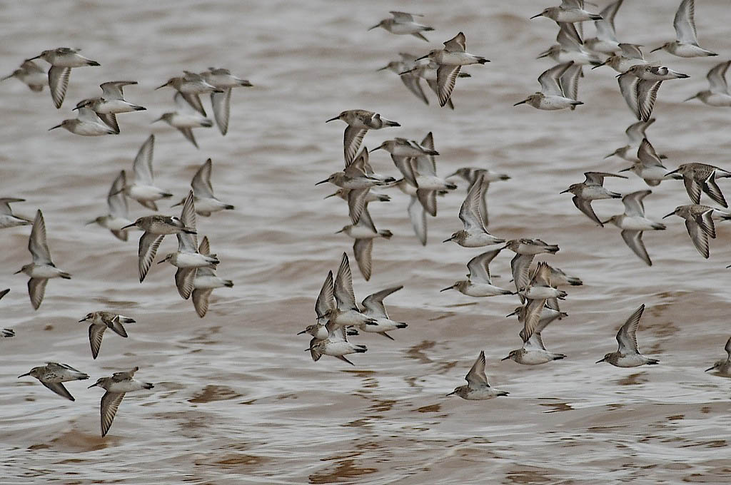 Dunlin, Gr.Pre DSC_7596-1.jpg