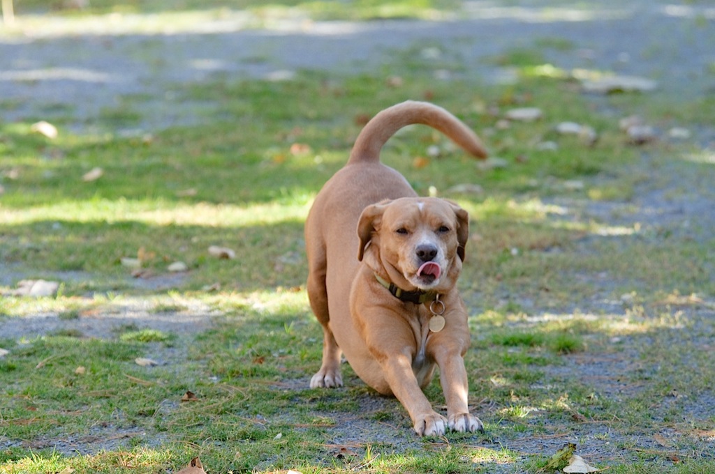 Toby DSC_7726-1.jpg