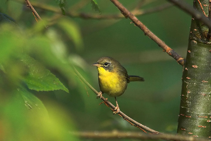 Common Yellowthroat, Brier Island