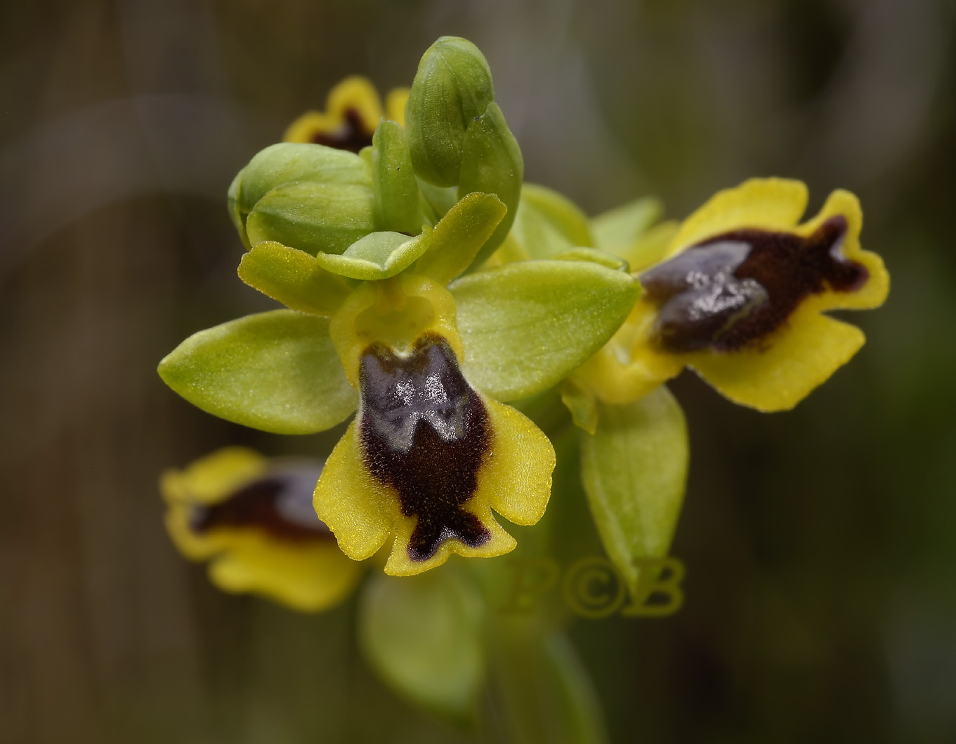 Ophrys sicula, form Chios