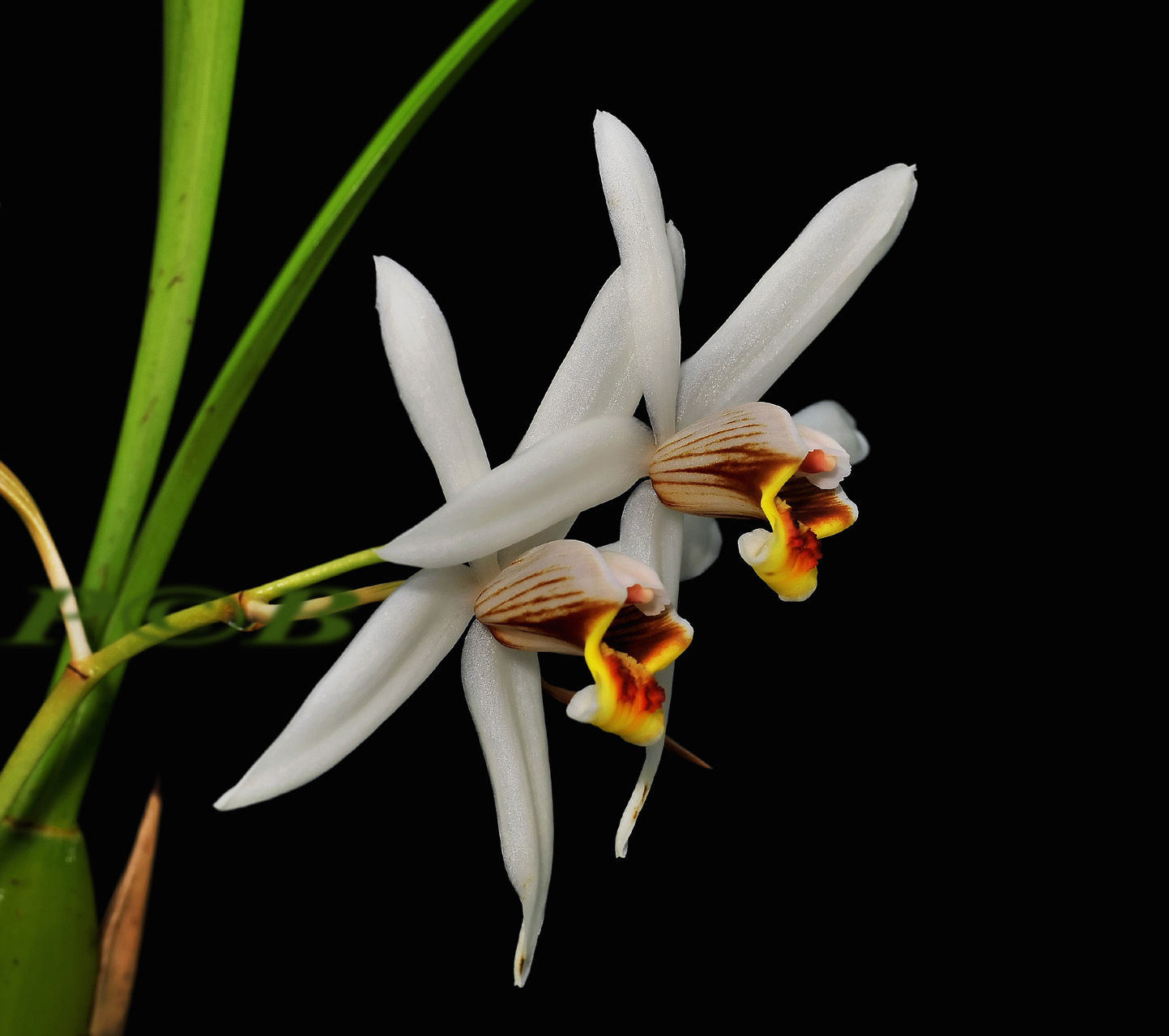 Coelogyne graminifolia