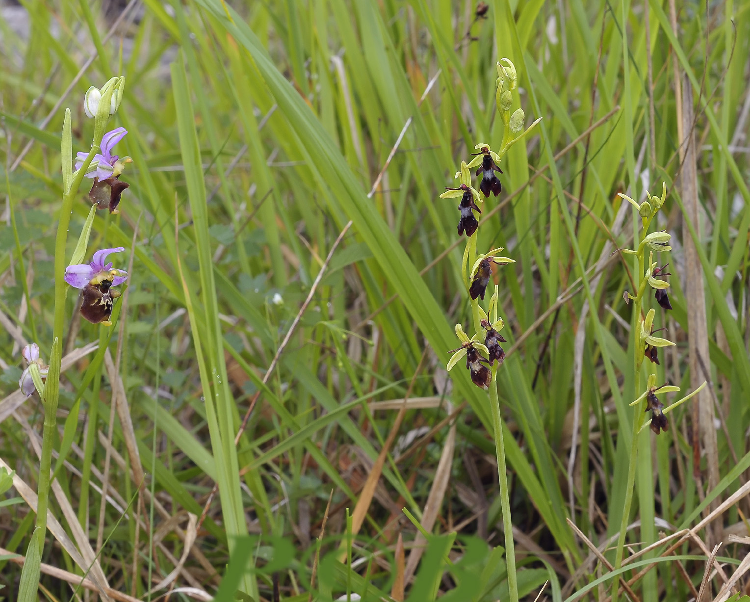 Vliegenorchis zo groot als hommelorchis