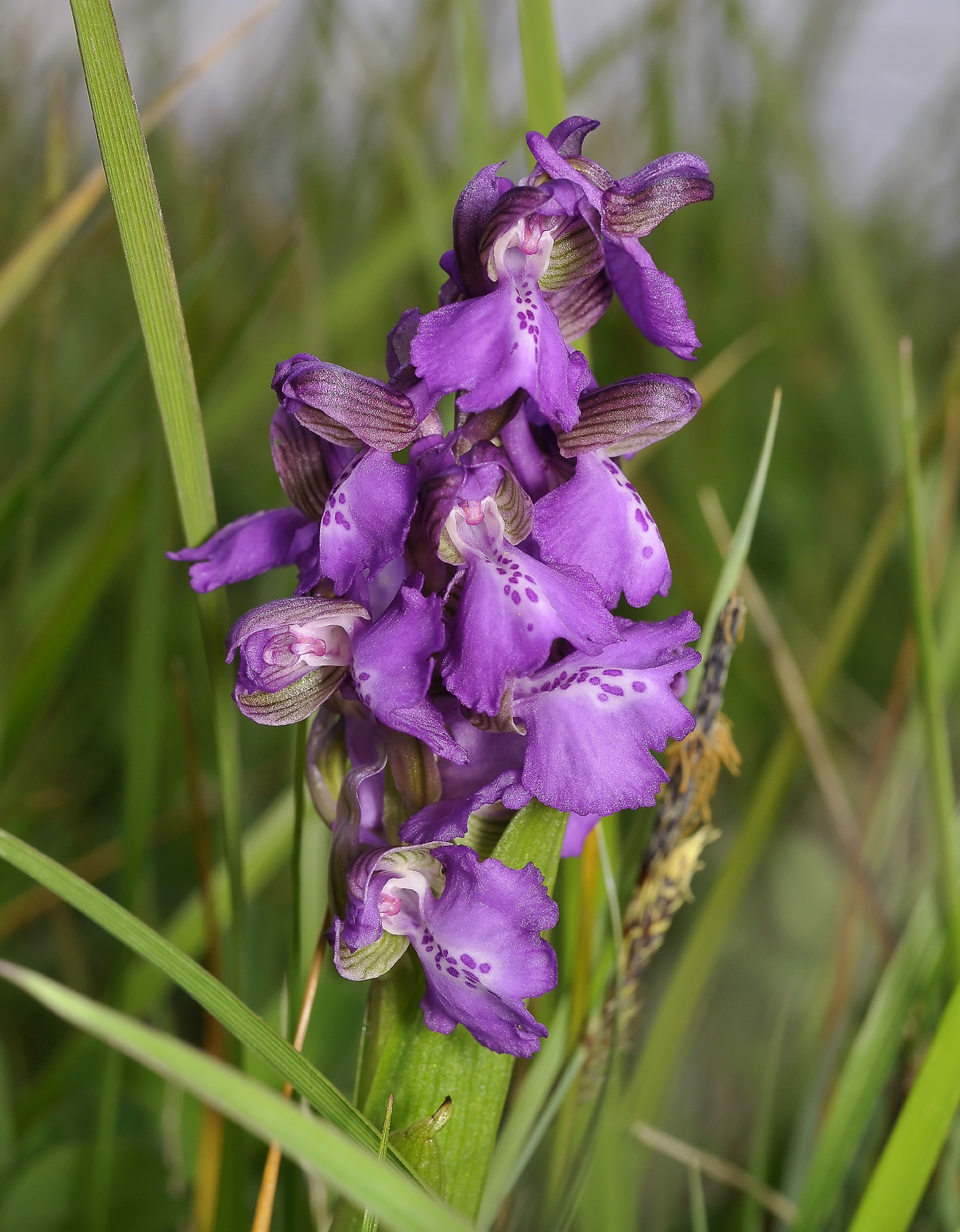 Harlekijn orchis meest voorkomende kleur