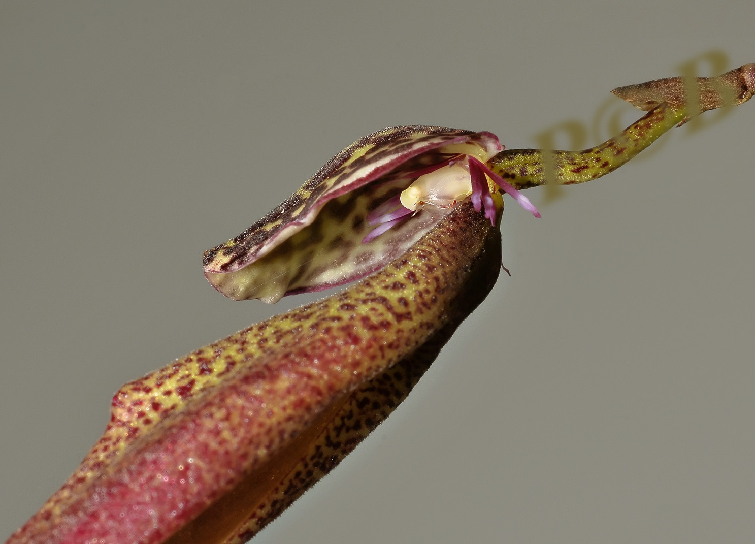 Bulbophyllum scotinochiton, Sumatra