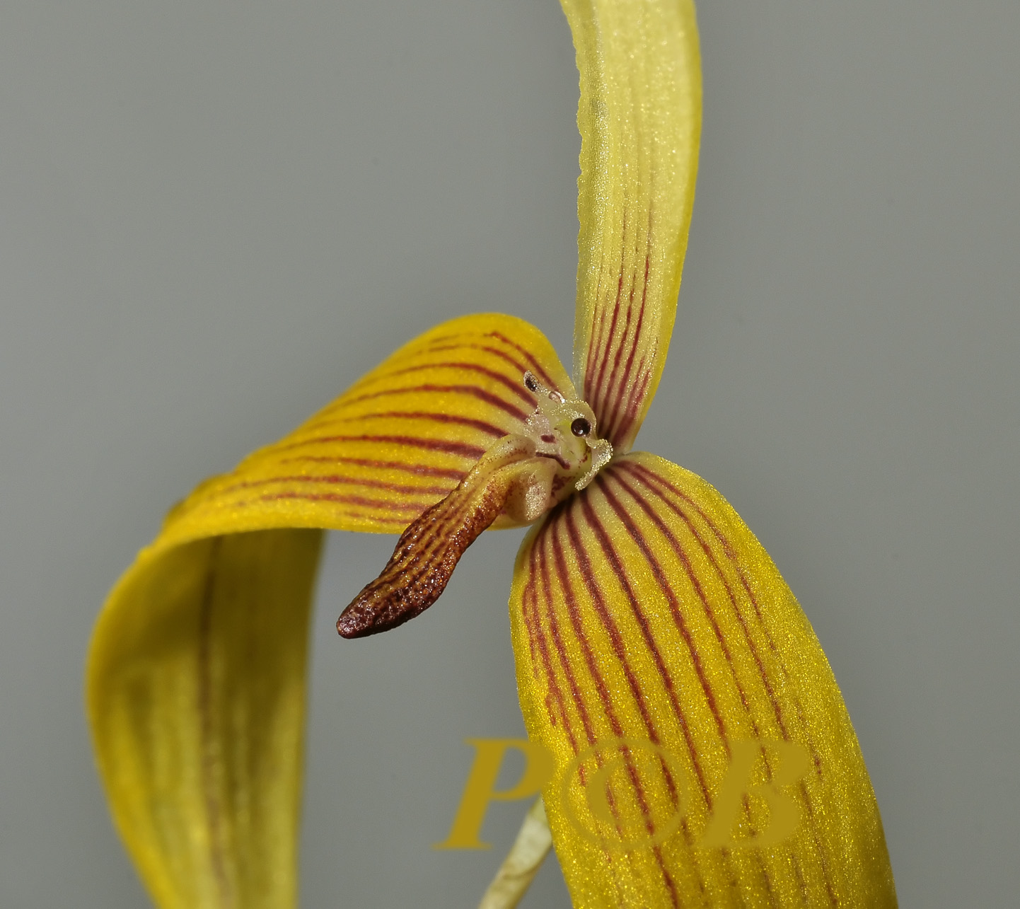 Bulbophyllum quadrangulare PNG