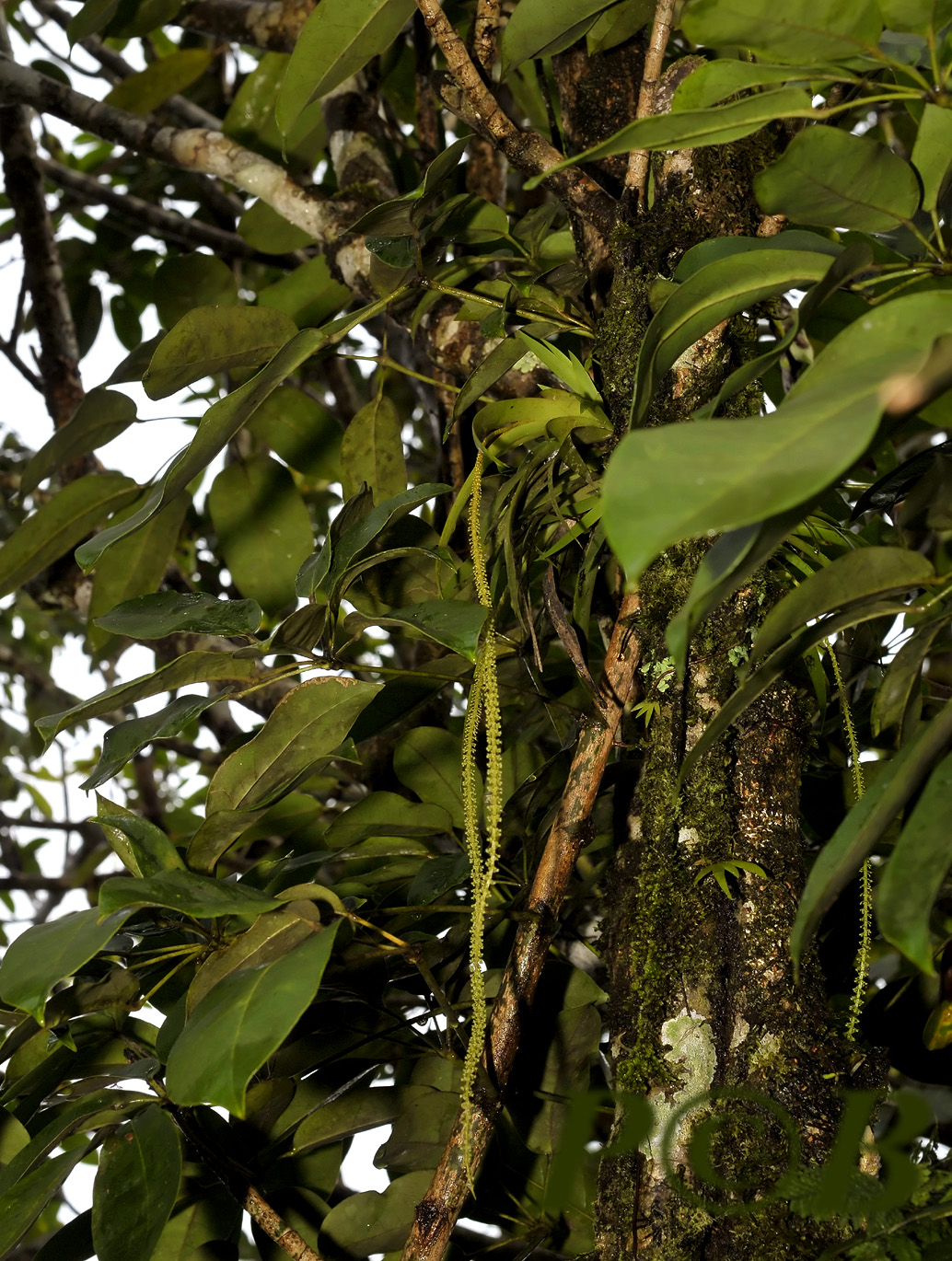 Oberonia parishii
