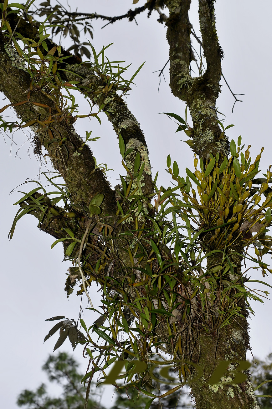 Dendrobium findlayanum (right) and Otochilus fuscus on Lithocarpus truncatus (oak tree)
