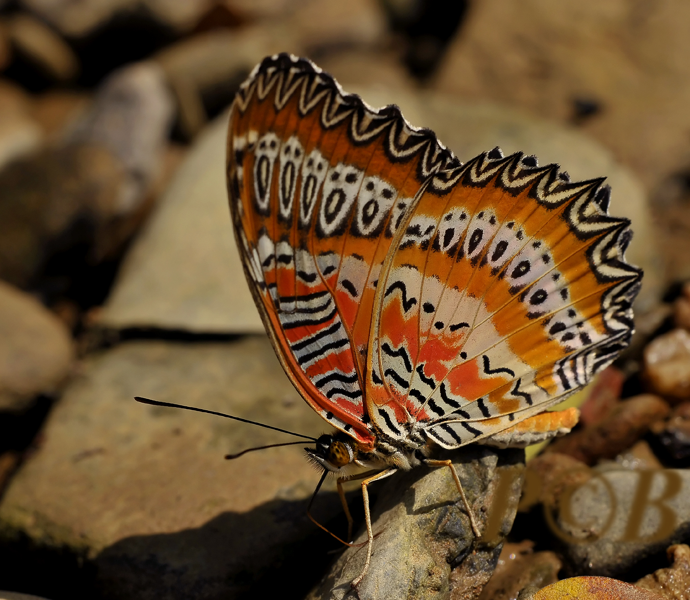 Leopard lacewing, Cethosia cyane