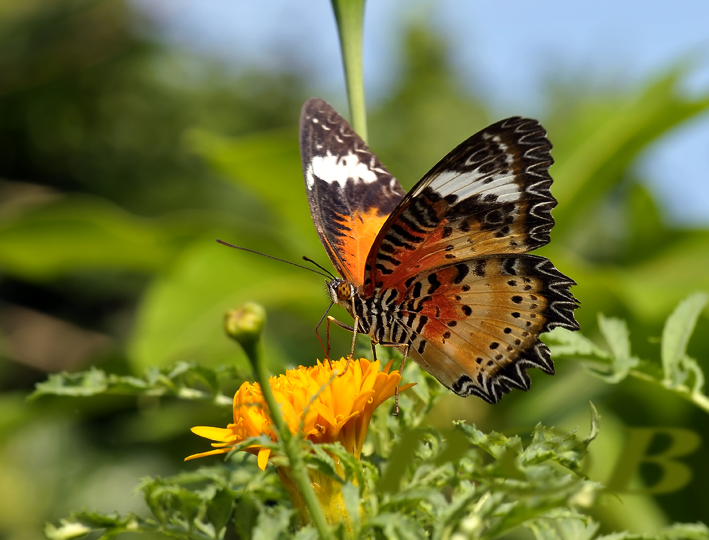 Orange lacewing, Cethosia methypsea