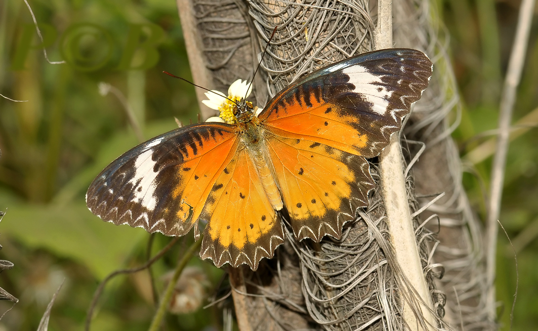 Orange lacewing, Cethosia metypsea