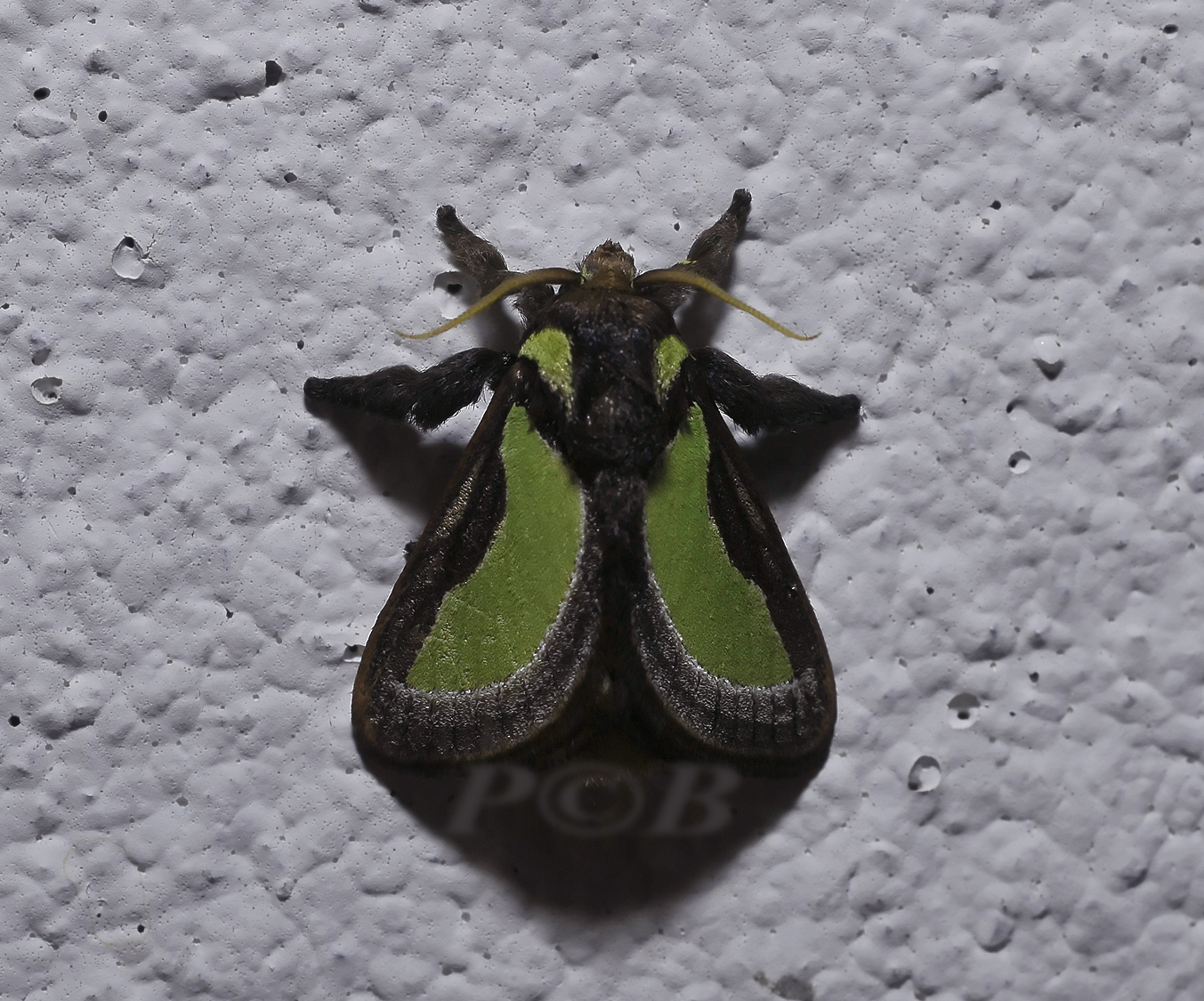 Parasa darma (Limacodidae)