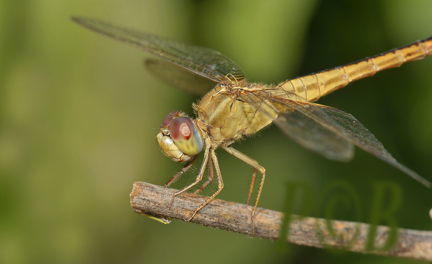 Crocothemis servilia, female