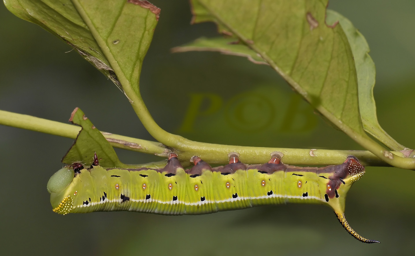 Caterpillar