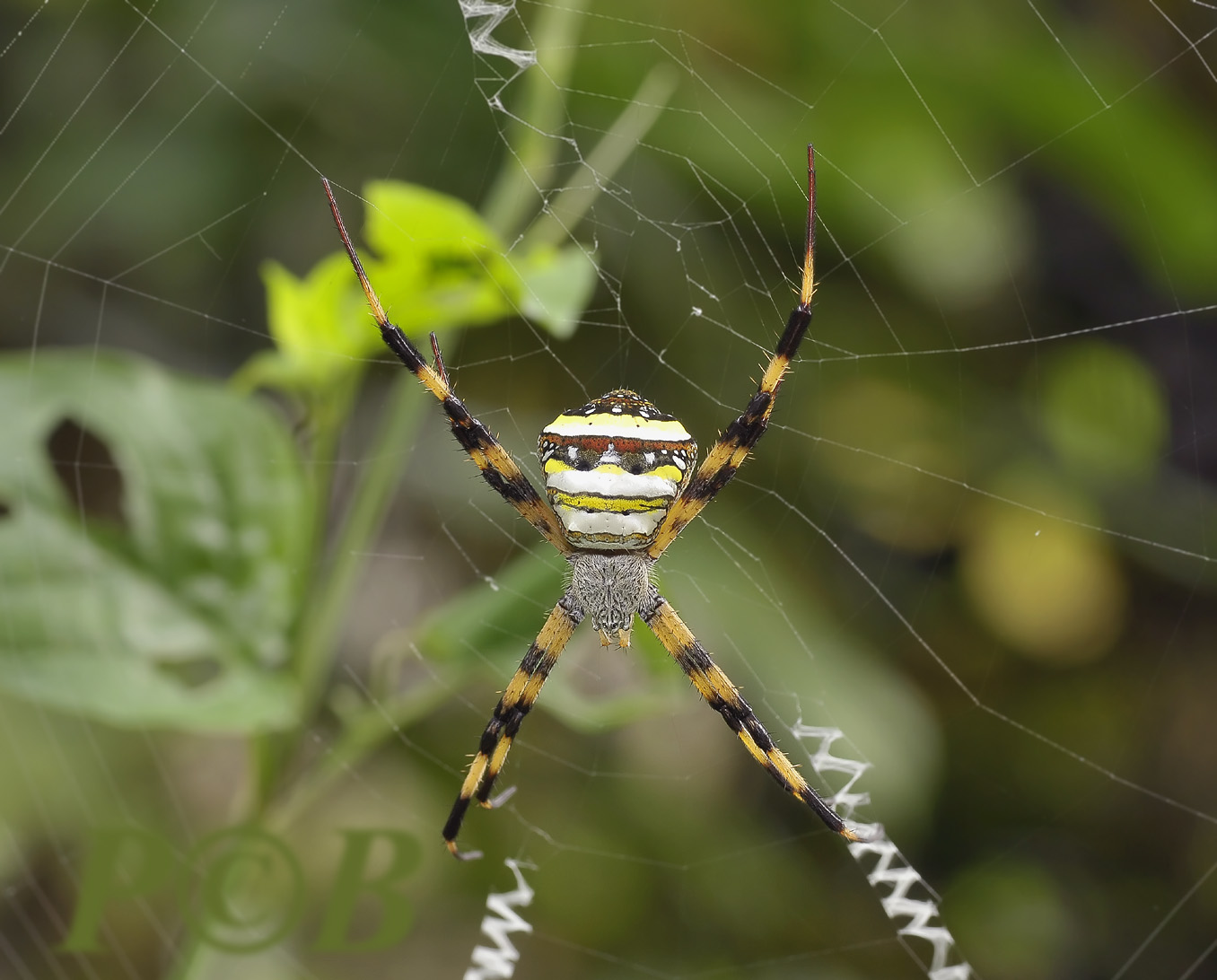Spider, Argiope versicolor