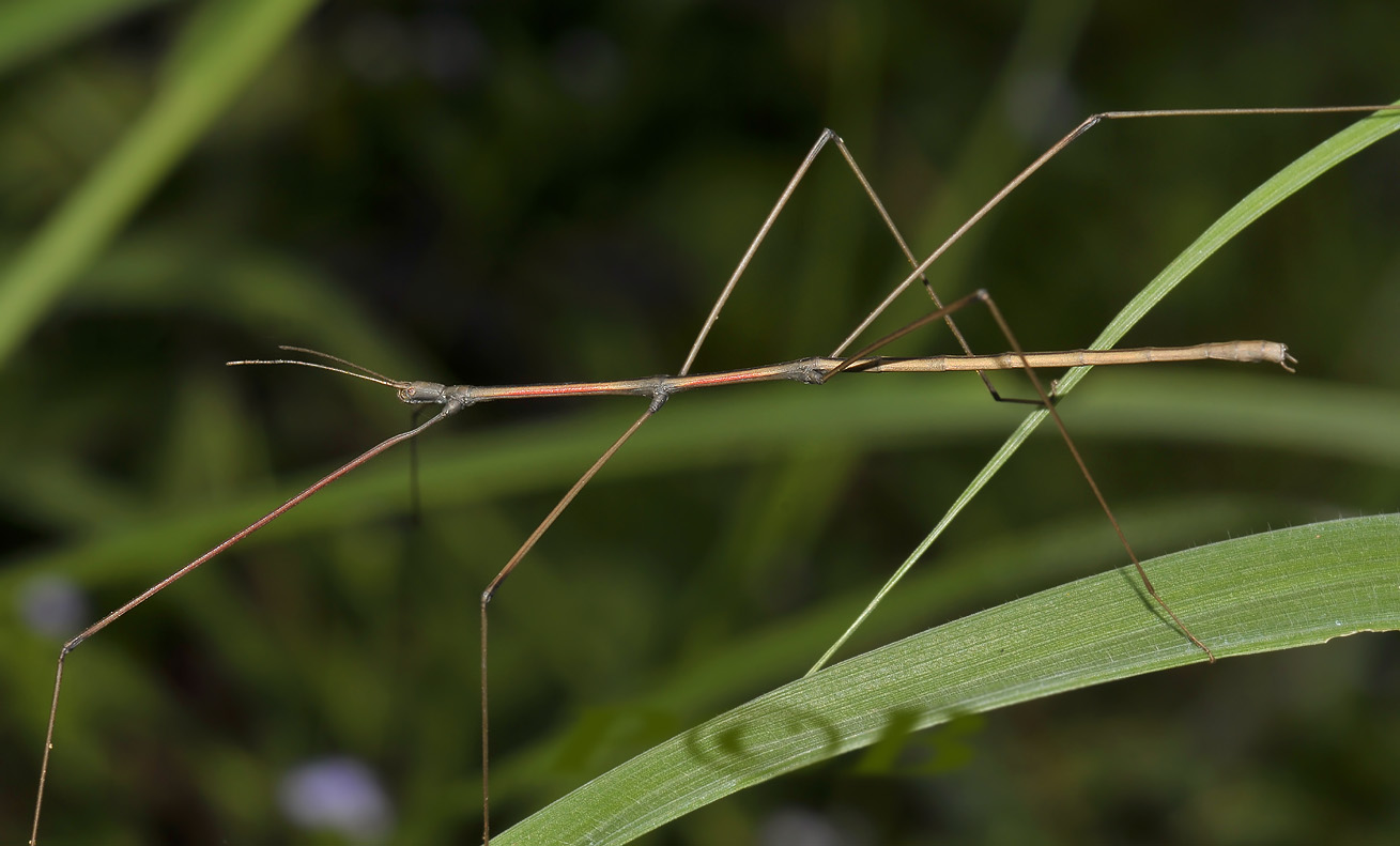 walkingstick, New clonaria sp. male