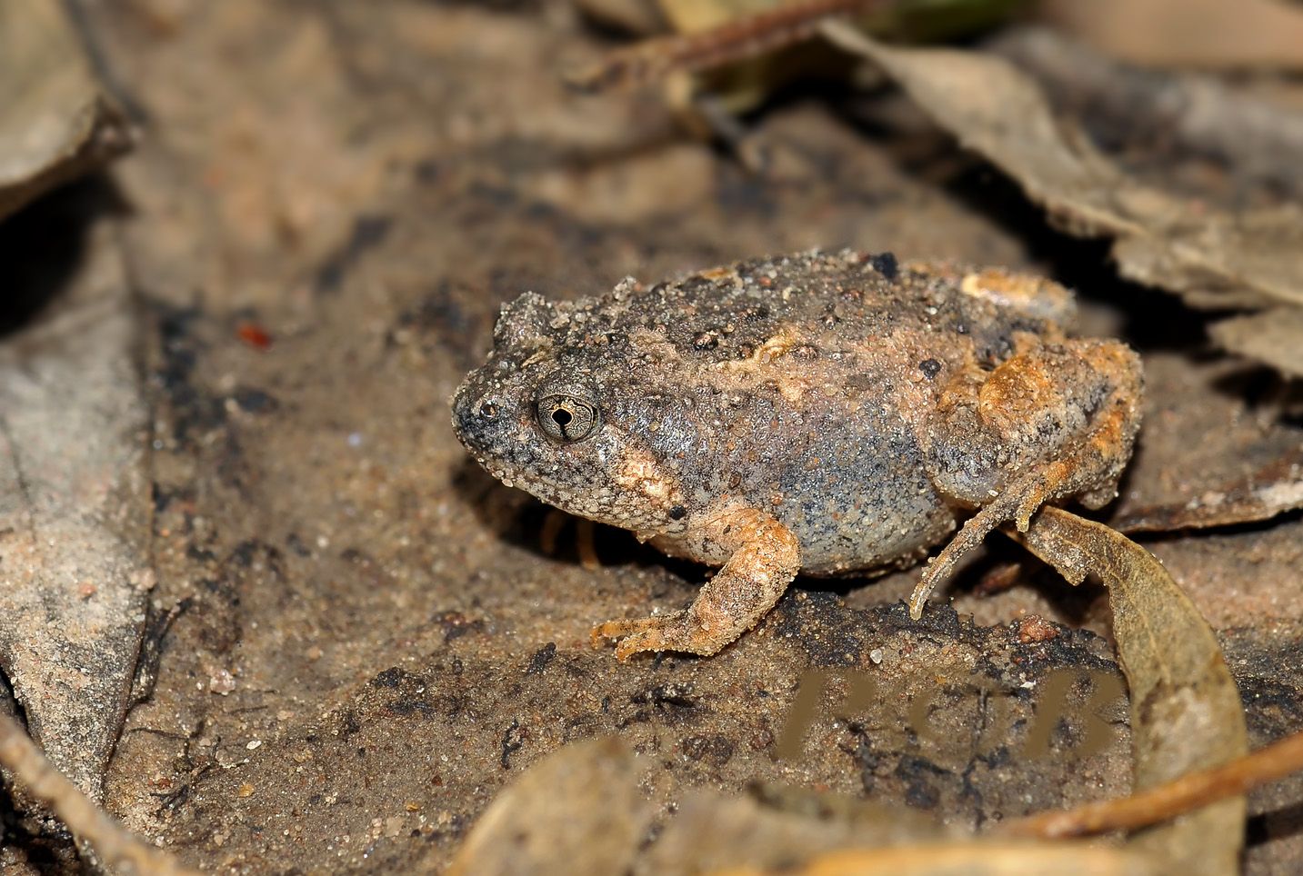 Camouflage toad